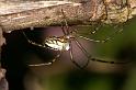 Leucage_granulata_D5298_Z_88_Milaa Milaa_Australie